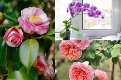 3 loại hoa 'đốt tiền' mới mua được nhưng khó trồng