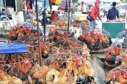 Chưa ghi nhận ca cúm A H5N1, TP HCM cảnh báo nguy cơ xâm nhập từ chợ đầu mối