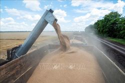 Giá lương thực thế giới giảm 19% so với mức đỉnh tháng 3/2022