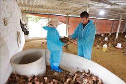 Người dân không chủ quan trước nguy cơ cúm gia cầm có thể xâm nhập vào nước ta