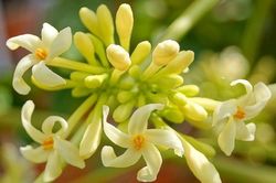 Top 9 công dụng của hoa đu đủ đực đem lại cho sức khỏe