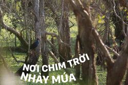 Nơi chim trời nhảy múa