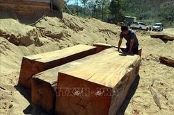 Phát hiện điểm tập kết gỗ lậu bên bờ sông Đắk Pxi (Kon Tum)