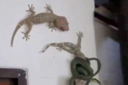 Clip: Tắc kè tấn công rắn lục để cứu bạn