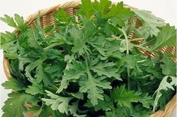San phẳng hoàn toàn sẹo lồi chỉ với một nắm ngải cứu