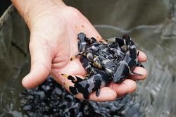 Loài cá suýt tuyệt chủng, nay thành thứ 'quý như vàng' với dân miền Tây