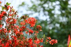 Đừng để lỡ những bức ảnh đẹp của bạn bên hoa đỗ quyên Tam Đảo