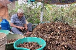 Xây dựng thương hiệu khoai môn Láng Dài