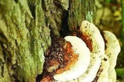 Trên cây hòe mọc ra thứ này, hái bán đổi đời trong tích tắc