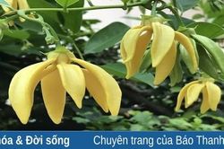 Một thời hương dẻ