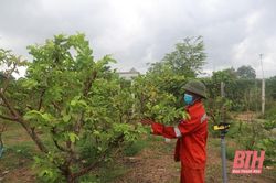 'Nhìn lại 2 năm thực hiện Chương trình Xây dựng Nông thôn mới' (Bài 7): Khơi dậy tiềm năng quỹ đất vườn nhờ tiêu chí sản xuất