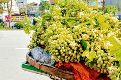 Mùa hoa bưởi