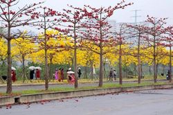 Để những con đường hoa trở thành 'đặc sản' của du lịch Thủ đô