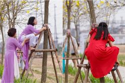 Xôn xao hình ảnh nhiều du khách trèo lên cây hoa phong linh chụp ảnh, tạo ra cảnh tượng ngán ngẩm