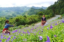 Si Ma Cai: Hơn 36 ha cây cát cánh đến kỳ thu hoạch nhưng chưa có đầu ra
