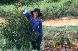 Cảnh báo tình trạng ồ ạt phát triển cây sầu riêng ở Tây Nguyên