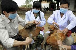 TPHCM tăng cường phòng, chống cúm gia cầm lây sang người