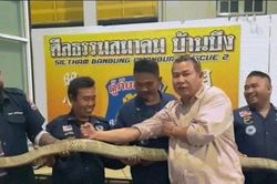 Hổ mang chúa dài 4,2 mét thò đầu khỏi ống cống khiến dân làng sợ hãi