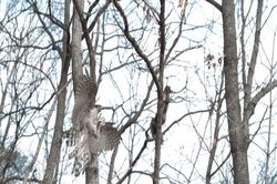 Ngỡ ngàng pha săn mồi tuyệt đỉnh của diều hâu, tóm gọn sóc trong một nốt nhạc