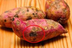 Thấy khoai lang có dấu hiệu này hãy vứt bỏ ngay lập lức, tiếc của mà ăn là rước độc hại thân