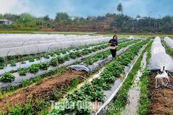 Cây dâu tây bén đất Thái Long