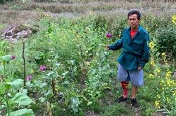 Xin hạt giống về trồng hàng nghìn cây thuốc phiện 'làm thuốc'