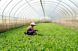 Hà Nội mở rộng xây dựng vùng nông nghiệp an toàn