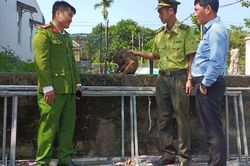 Thừa Thiên - Huế: Người dân tự nguyện giao nộp cá thể khỉ mặt đỏ quý hiếm