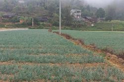 Si Ma Cai: Nông dân liên kết trồng kiệu làm hàng hóa
