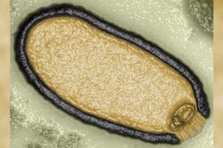 Giới khoa học hồi sinh virus 'xác sống' bị đóng băng 48.500 năm