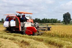 Ngân hàng Thế giới cam kết tham gia Đề án 1 triệu ha lúa chất lượng cao