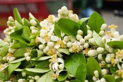 Duyên dáng hoa bưởi về trên phố phường Hà Nội