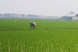 Phú Bình: Triển khai mô hình gieo cấy lúa tập trung, được cấp mã vùng trồng