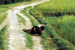 Trưng bày trở lại bộ ảnh về vụ thảm sát Sơn Mỹ