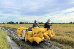 Bạc Liêu: Nông dân phấn khởi vì tiếp tục trúng mùa và được giá lúa