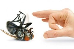 Chỉ từ nguyên liệu sẵn có này bạn có thể loại bỏ ruồi khỏi nhà an toàn và hiệu quả