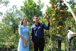 Tiếp tục phát huy thế mạnh sản phẩm quýt hồng Lai Vung