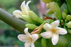 Ai không nên uống hoa đu đủ đực?