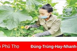 Sản xuất nông nghiệp an toàn: Hướng đi hiệu quả, bền vững