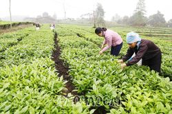 Nông dân Mường Khương hối hả bước vào thu hoạch chè vụ xuân