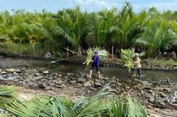 Điều tra vụ san ủi rừng ngập mặn ở Huế