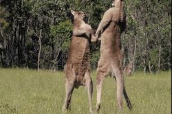 Cận cảnh cuộc chiến khốc liệt của kangaroo đực để tiếp cận con cái