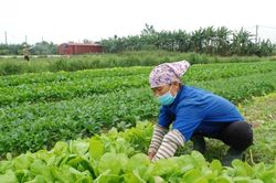 Hà Nội phấn đấu năm 2023 xuất khẩu rau quả cán mốc 4 tỷ USD