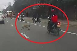 Những vụ chó thả rông 'bẫy' người đi đường, gây tai nạn nghiêm trọng