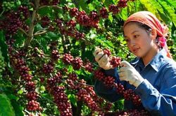 Đưa Tây Nguyên trở thành trung tâm cà phê thế giới