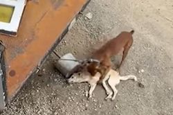 Chú chó tuyệt vọng đánh thức bạn, diễn biến tiếp theo cười 'xỉu'