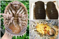 Tiết lộ loài vật xấu xí, ngon hơn tôm hùm khiến đại gia mê mẩn