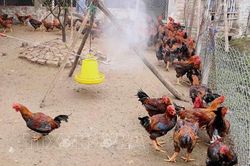 Hà Nội không để dịch cúm gia cầm lây sang người