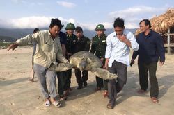 Cá thể vích nặng gần 100 kg lạc vào đầm Lăng Cô