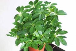 Những loại cây trồng trong nhà giúp đuổi muỗi